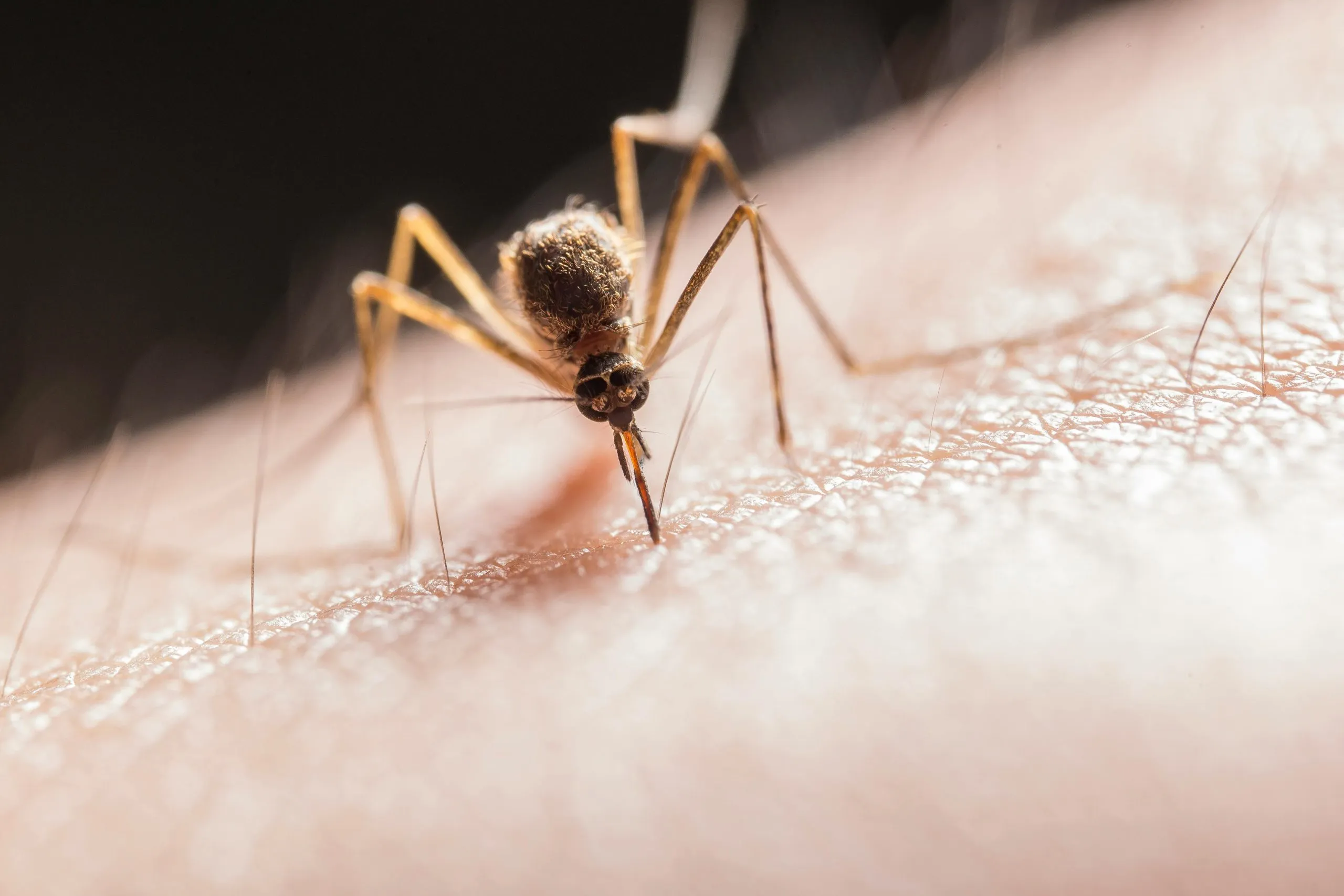 West Nile fever death toll reaches 15 in Israel
